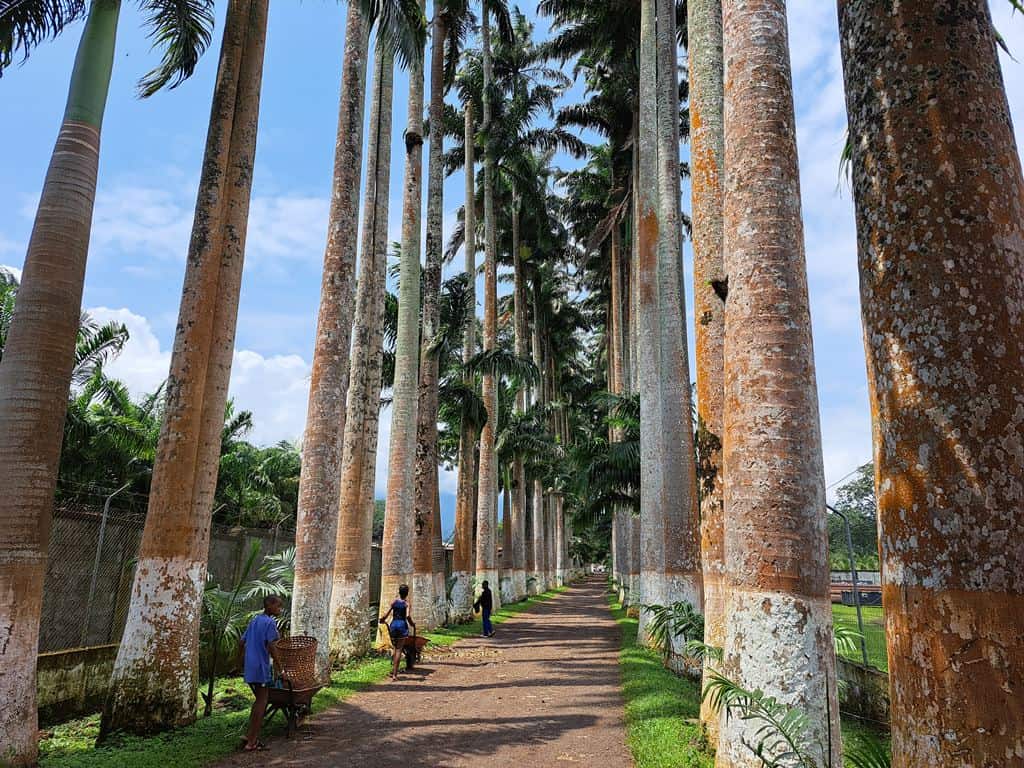 Finca Sampaka